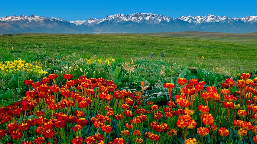 buckwheat zumwalt wallowa mountains
